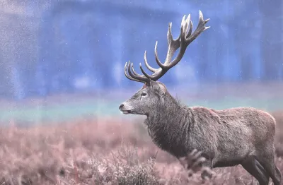 Deer Printed Canvas