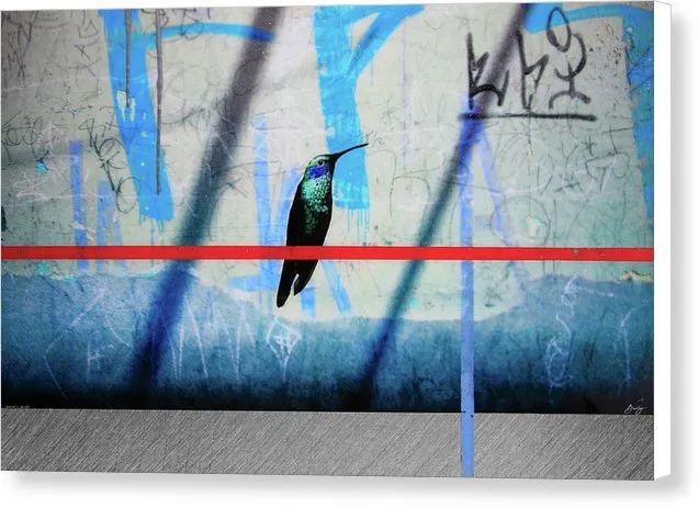 Humming Bird Grafitti - Canvas Print