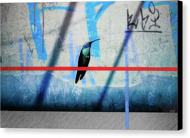 Humming Bird Grafitti - Canvas Print