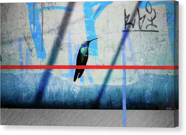 Humming Bird Grafitti - Canvas Print